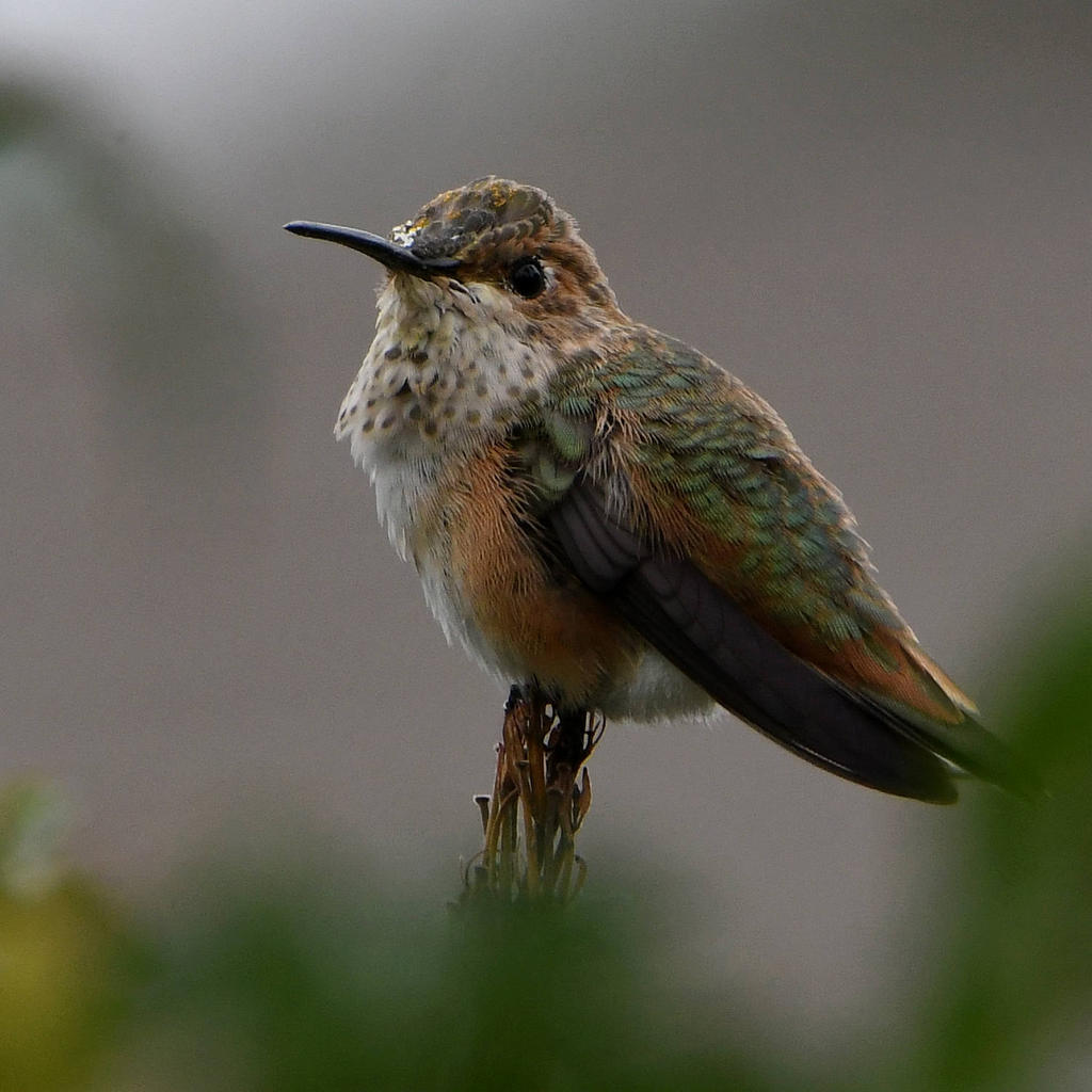 Hummer6.jpg