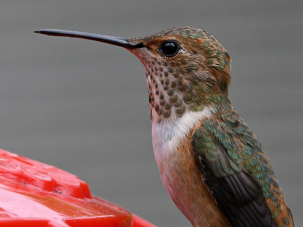 Hummer6.jpg