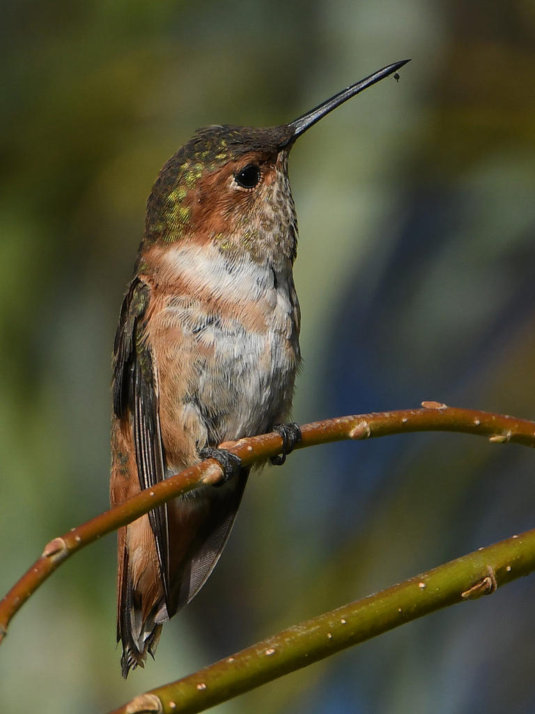 Hummer6.jpg