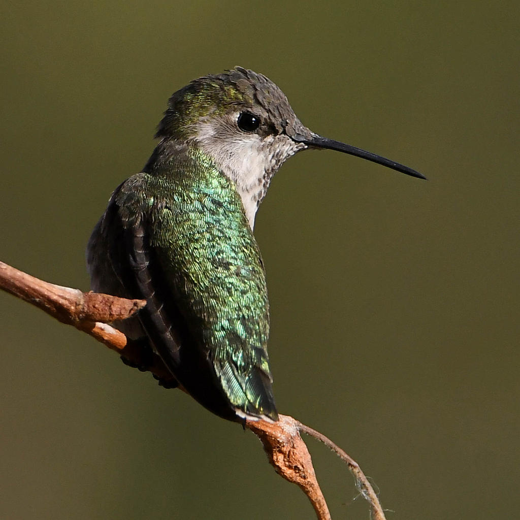 Hummer6.jpg