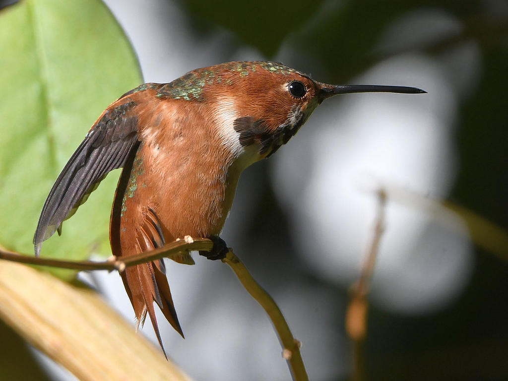 Hummer6.jpg