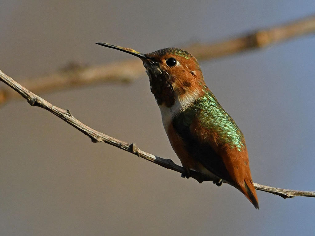 Hummer6.jpg