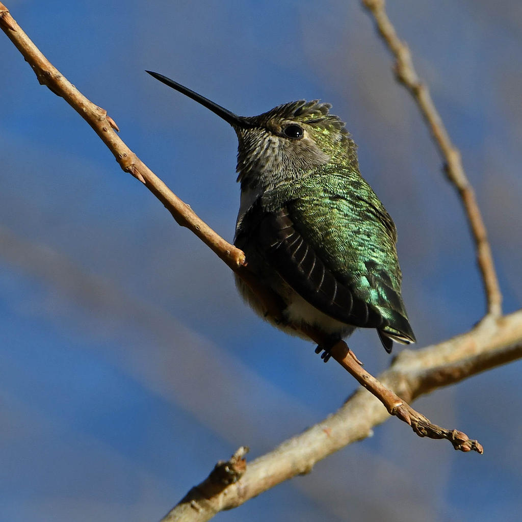 Hummer6.jpg