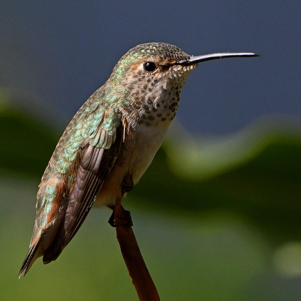 Hummer6.jpg