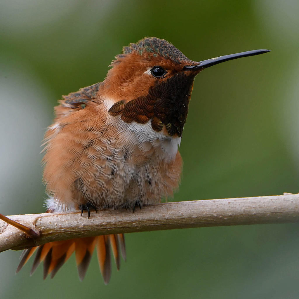 Hummer6.jpg