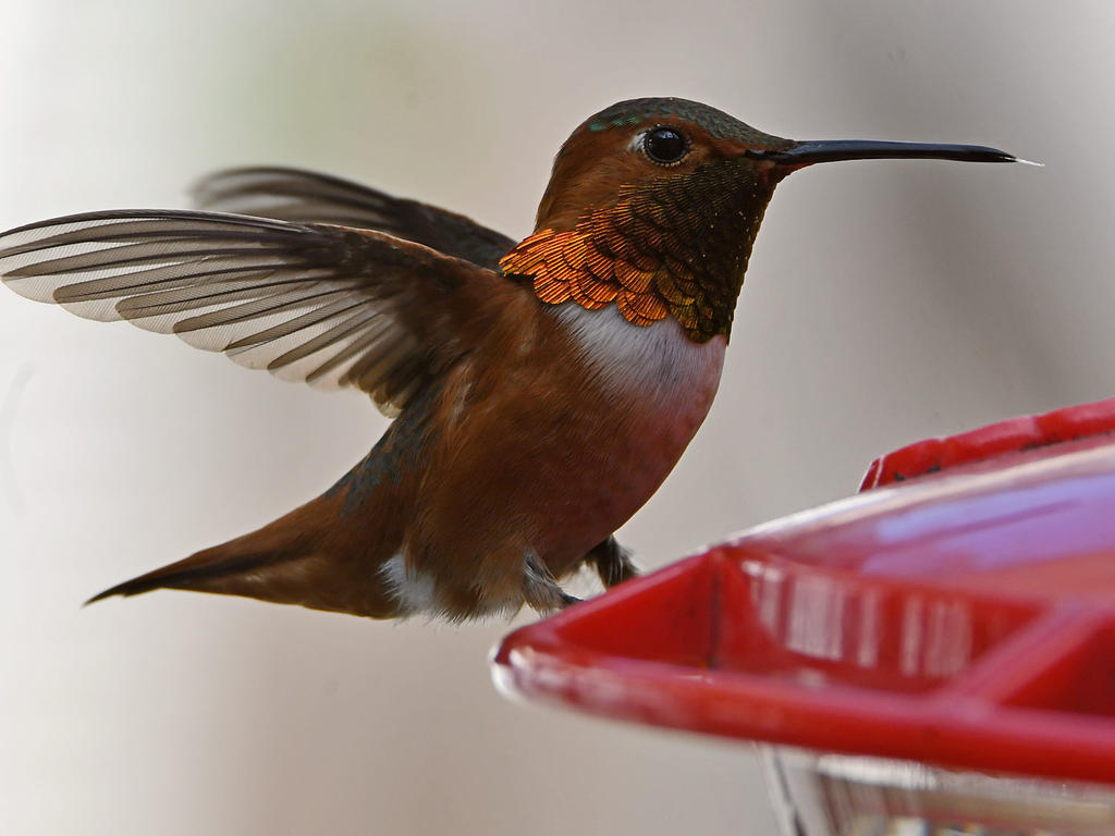 Hummer6.jpg