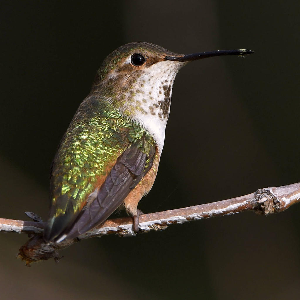 Hummer6.jpg