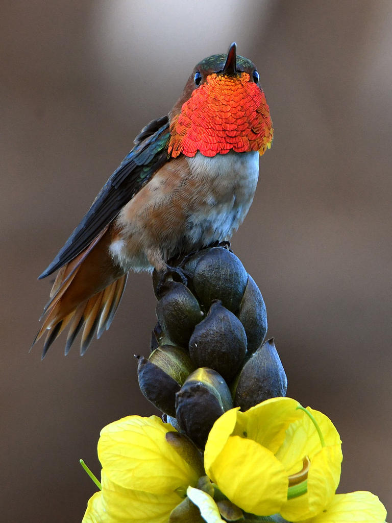 Hummer6.jpg