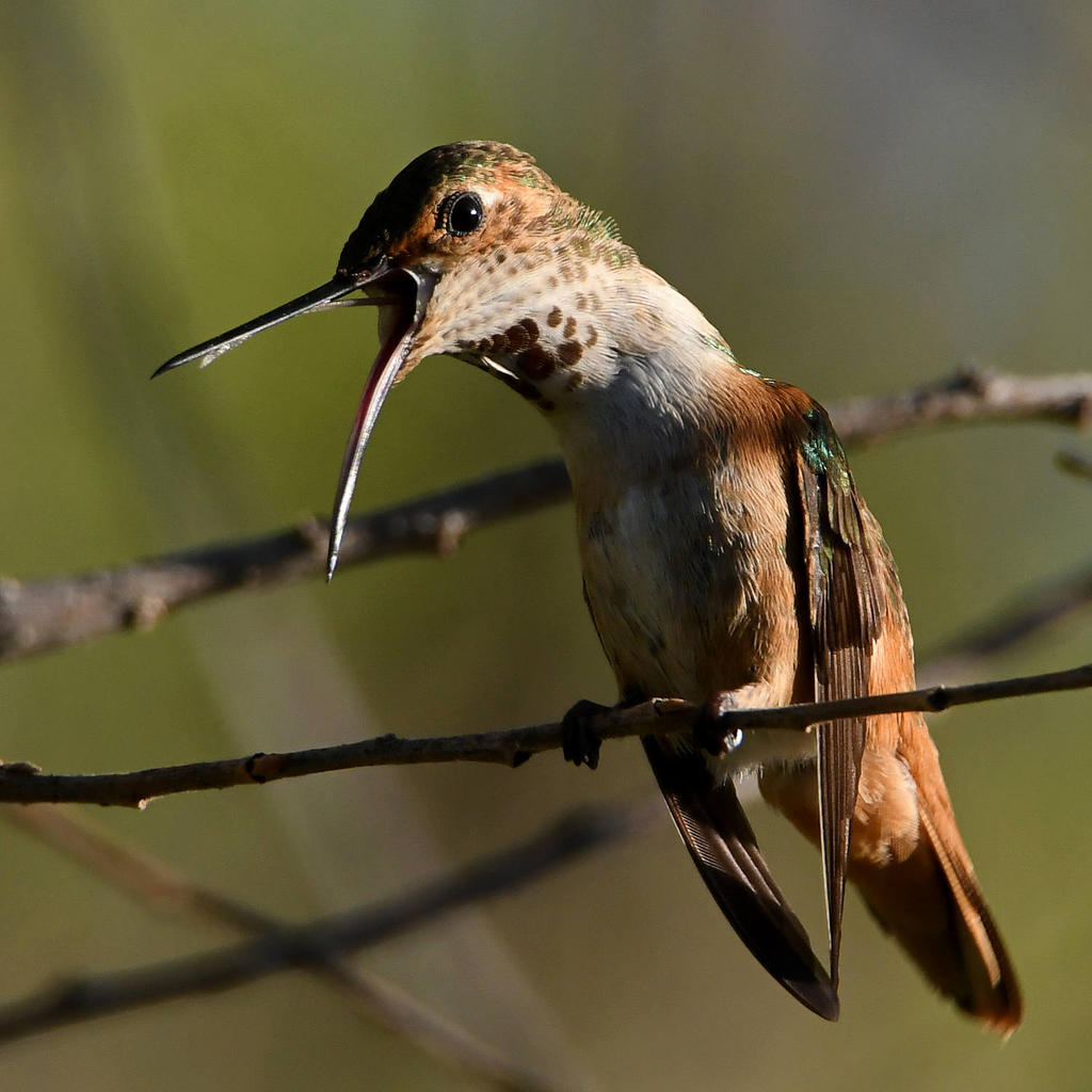 Hummer6.jpg