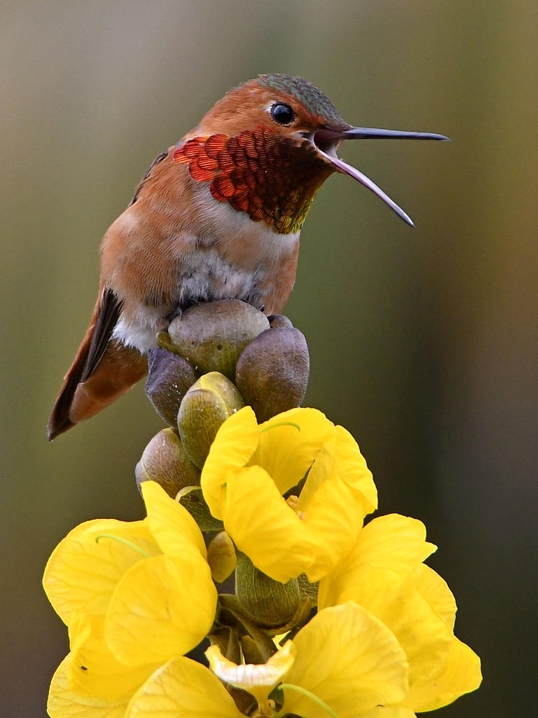 Hummer6.jpg
