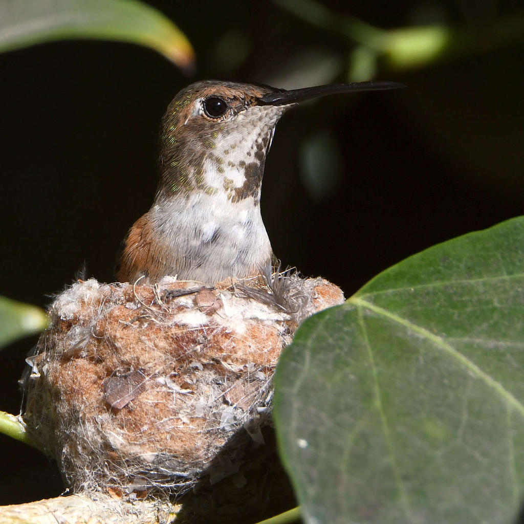 Hummer6.jpg