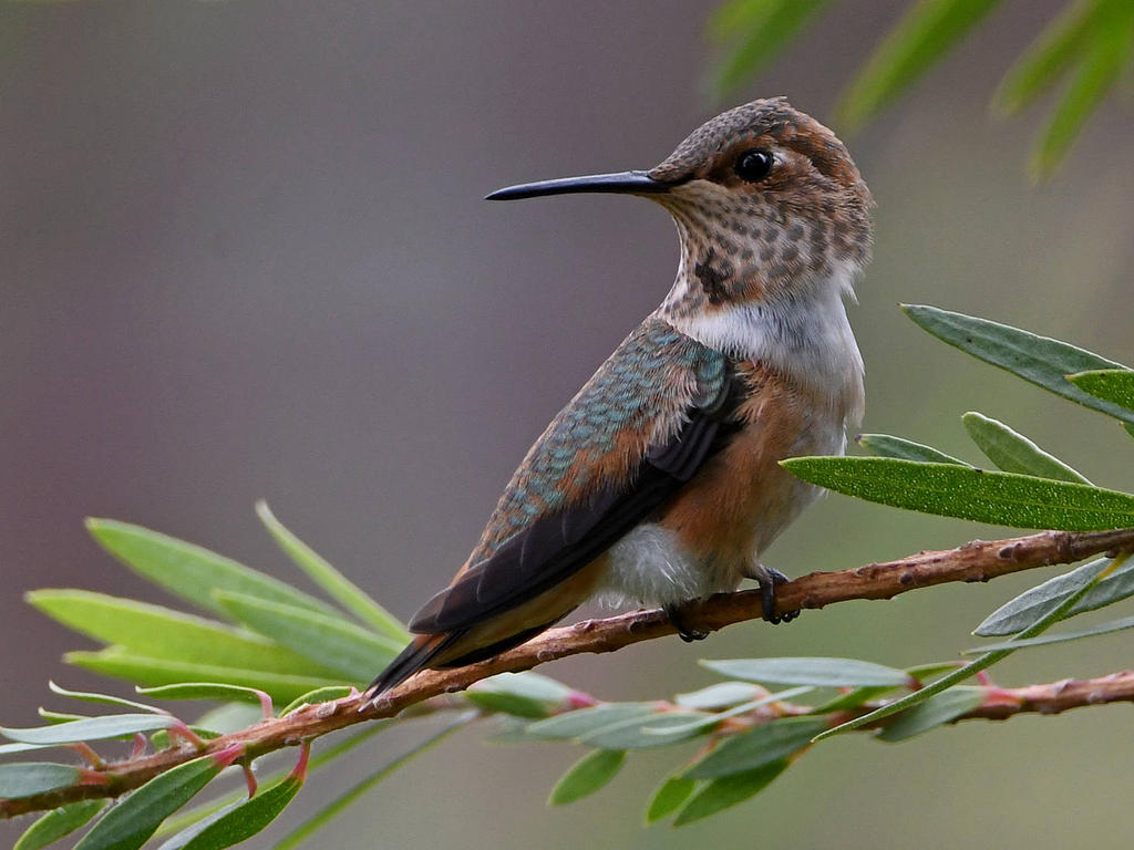 Hummer6.jpg