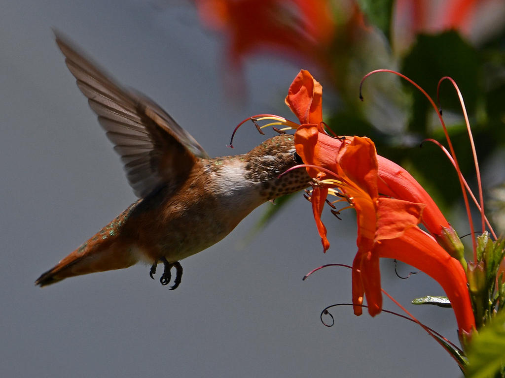 Hummer6.jpg