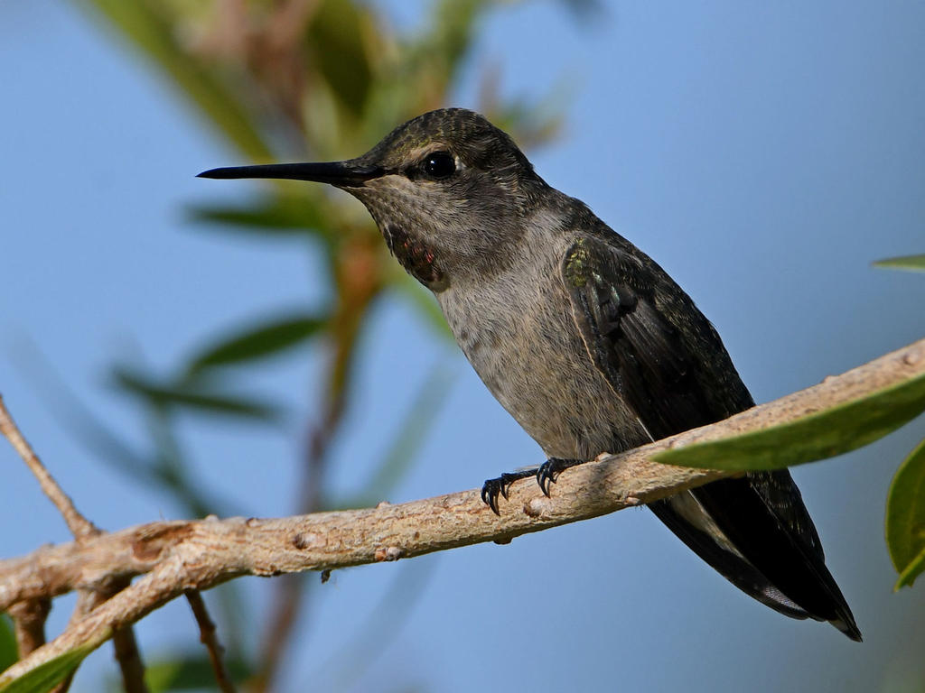Hummer6.jpg