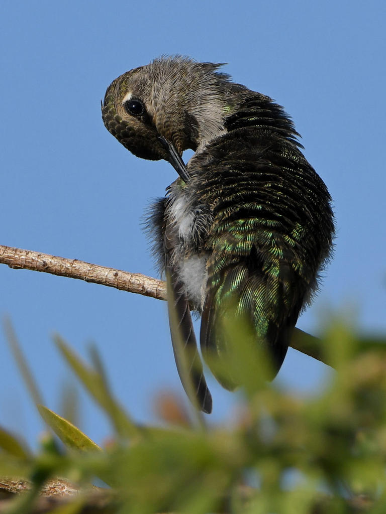 Hummer6.jpg