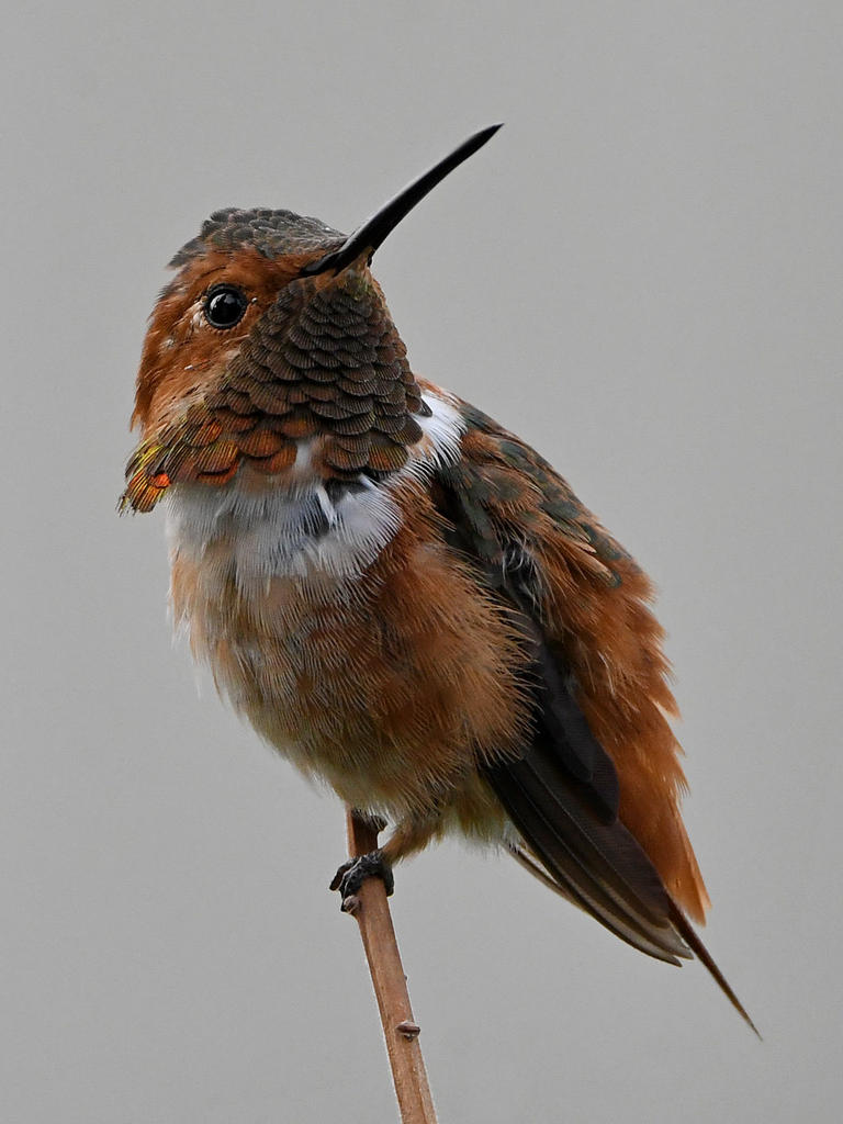 Hummer6.jpg