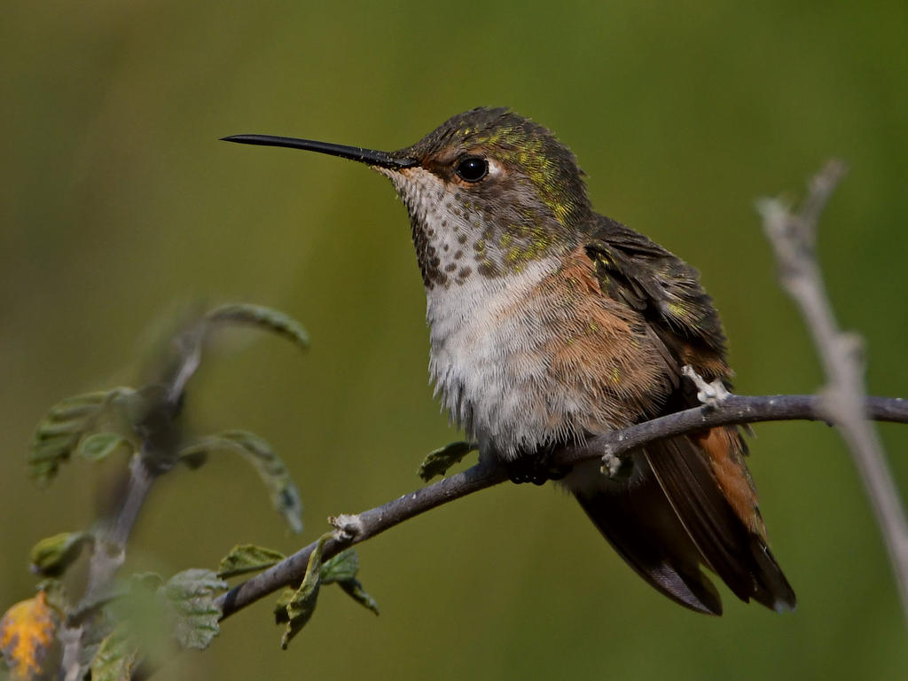 Hummer6.jpg