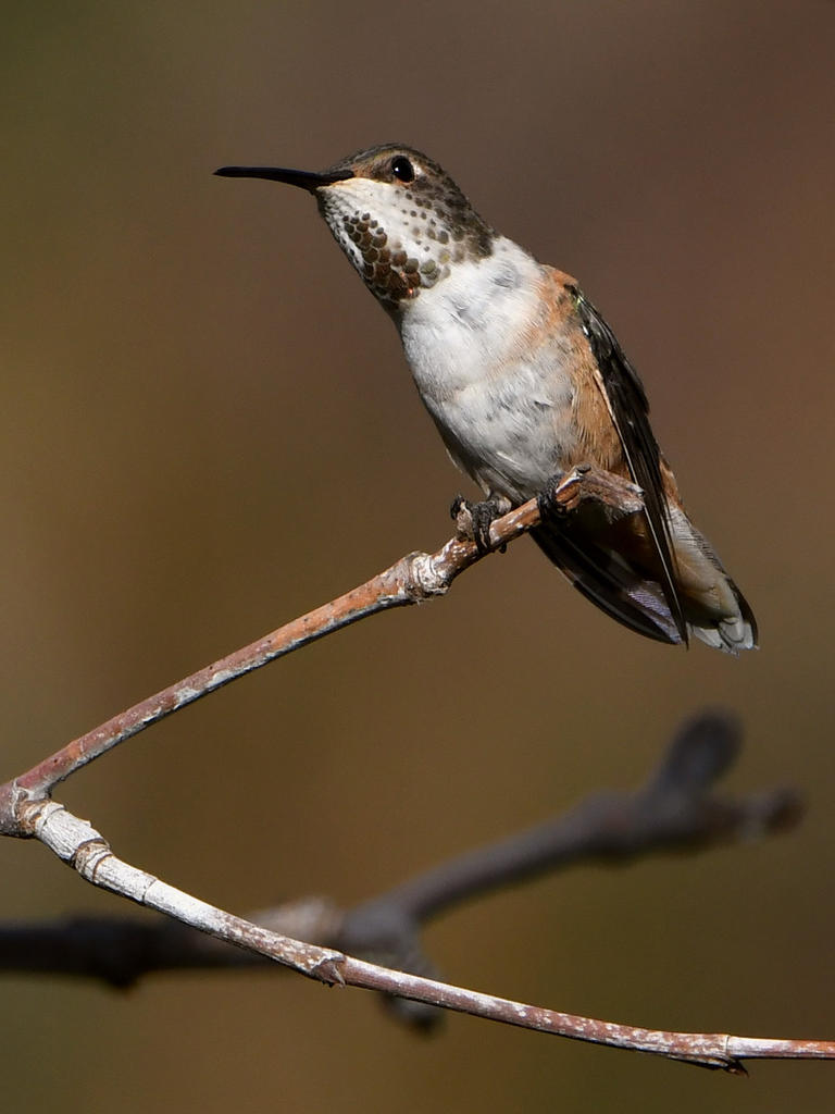 Hummer6.jpg