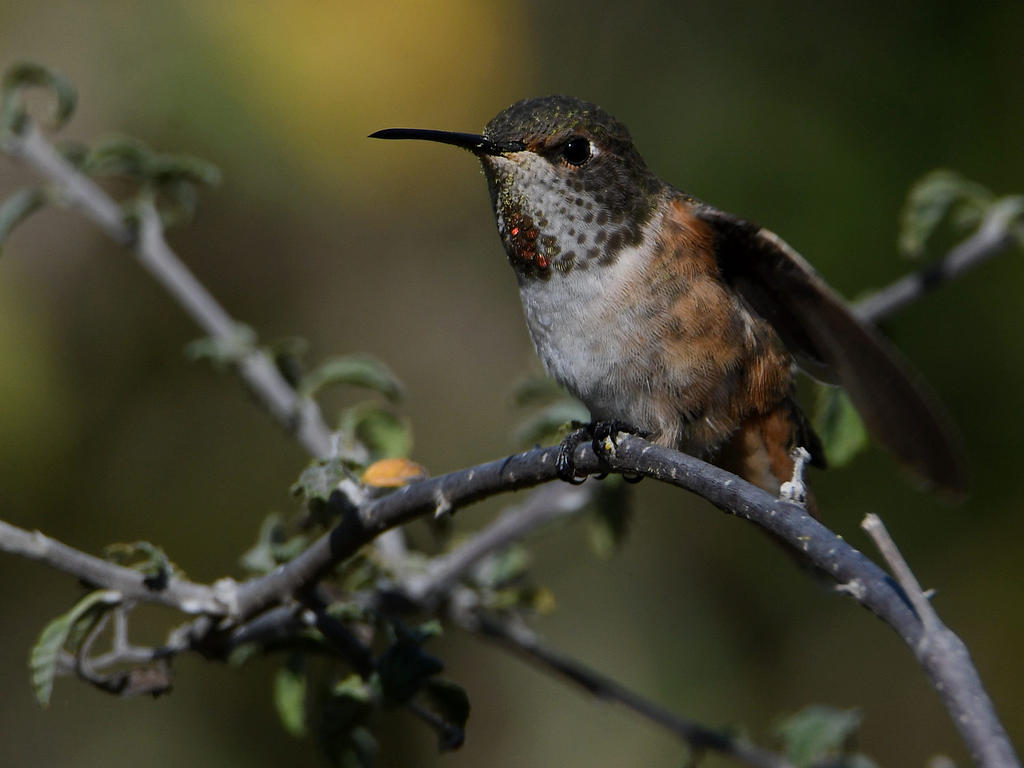 Hummer6.jpg