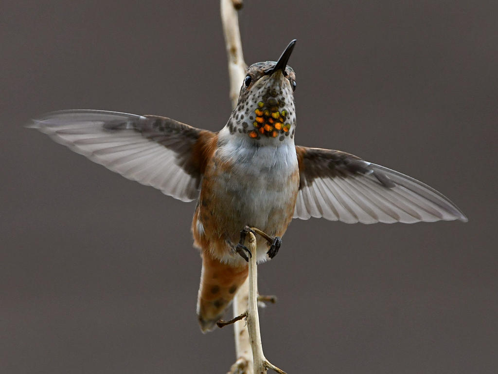 Hummer6.jpg