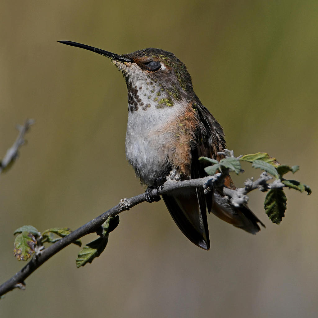 Hummer6.jpg
