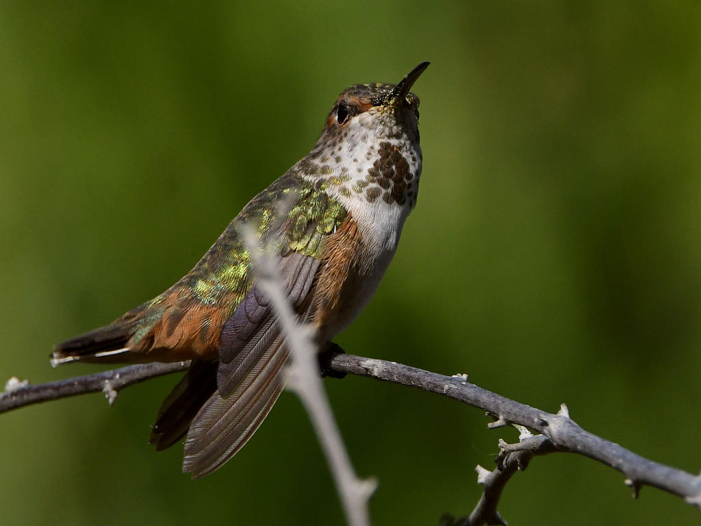 Hummer6.jpg