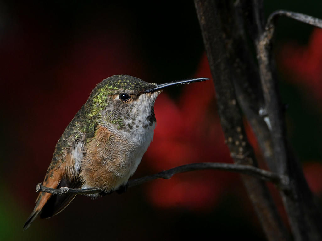 Hummer6.jpg