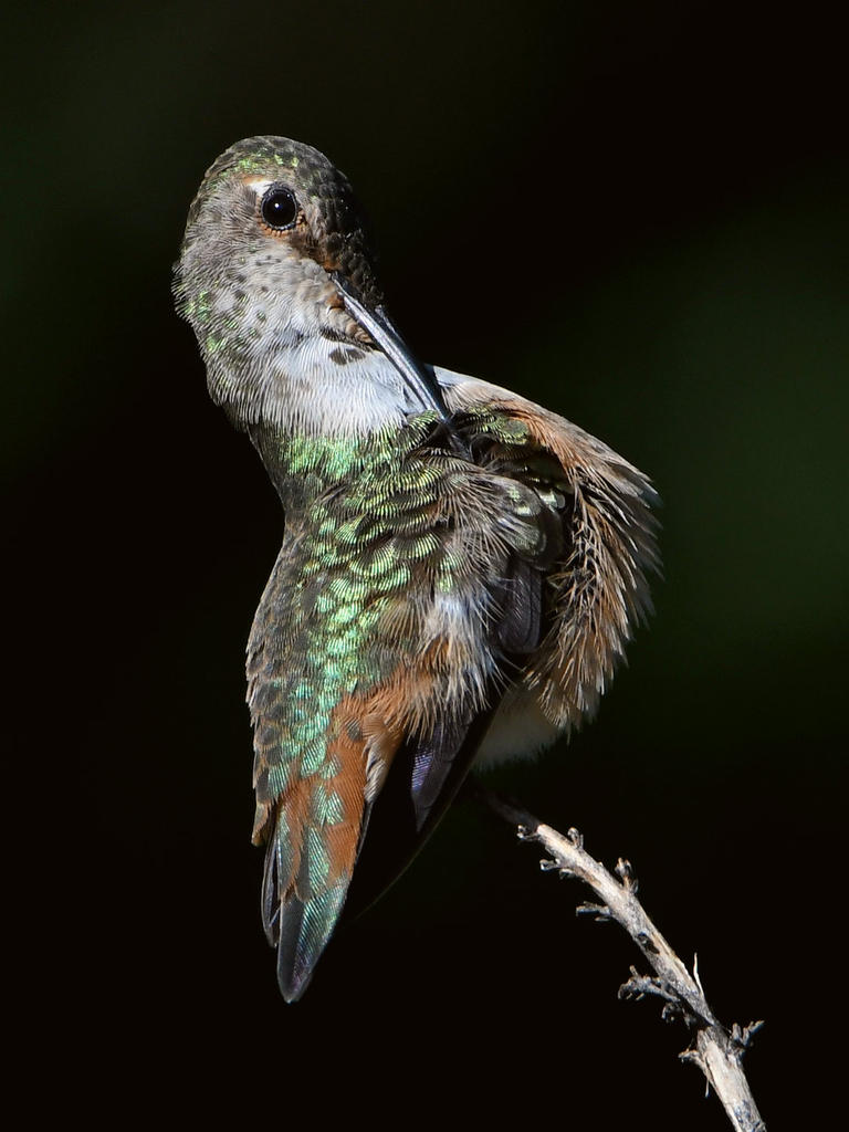 Hummer6.jpg