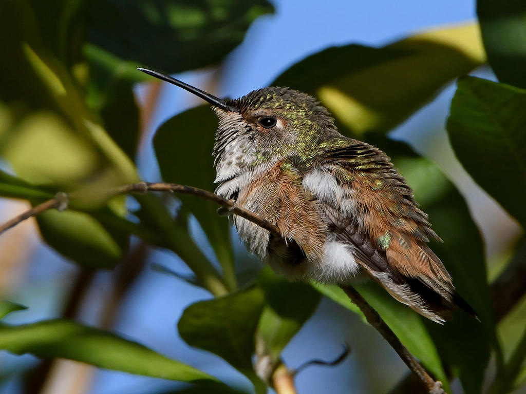 Hummer6.jpg