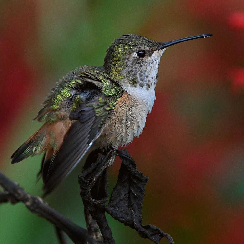 Hummer6.jpg