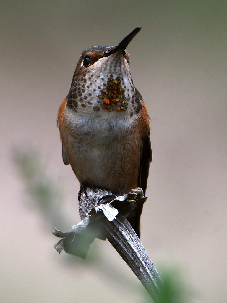 Hummer6.jpg