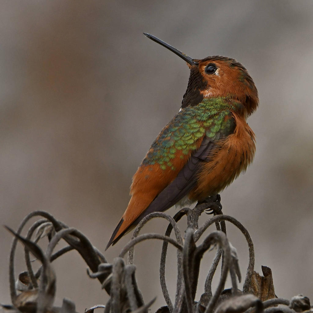 Hummer6.jpg