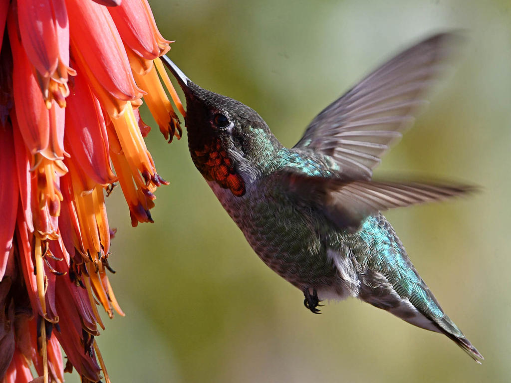 Hummer6.jpg