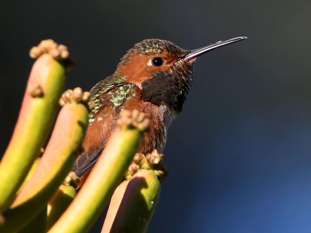 Hummer6.jpg