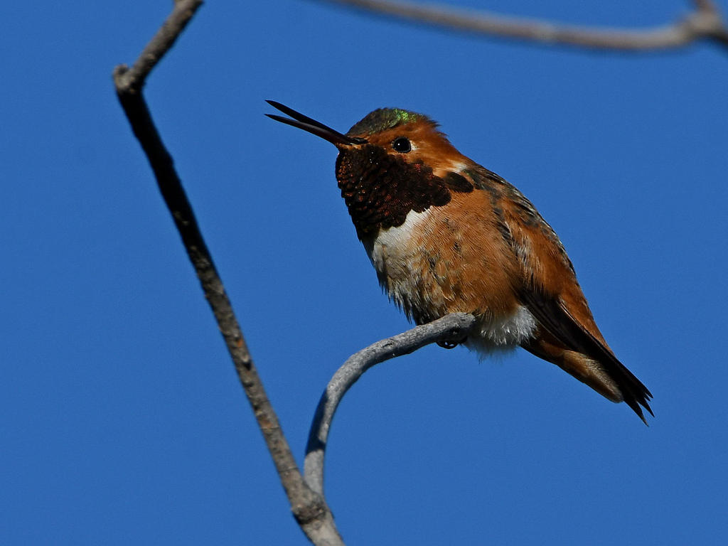 Hummer6.jpg