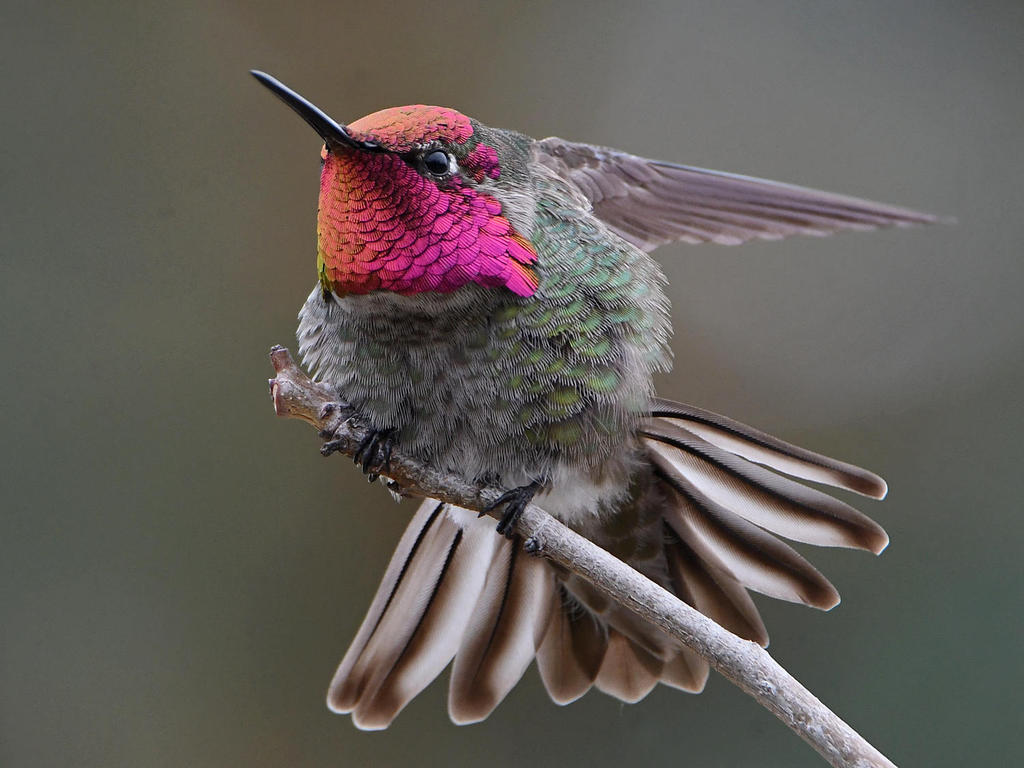 Hummer6.jpg