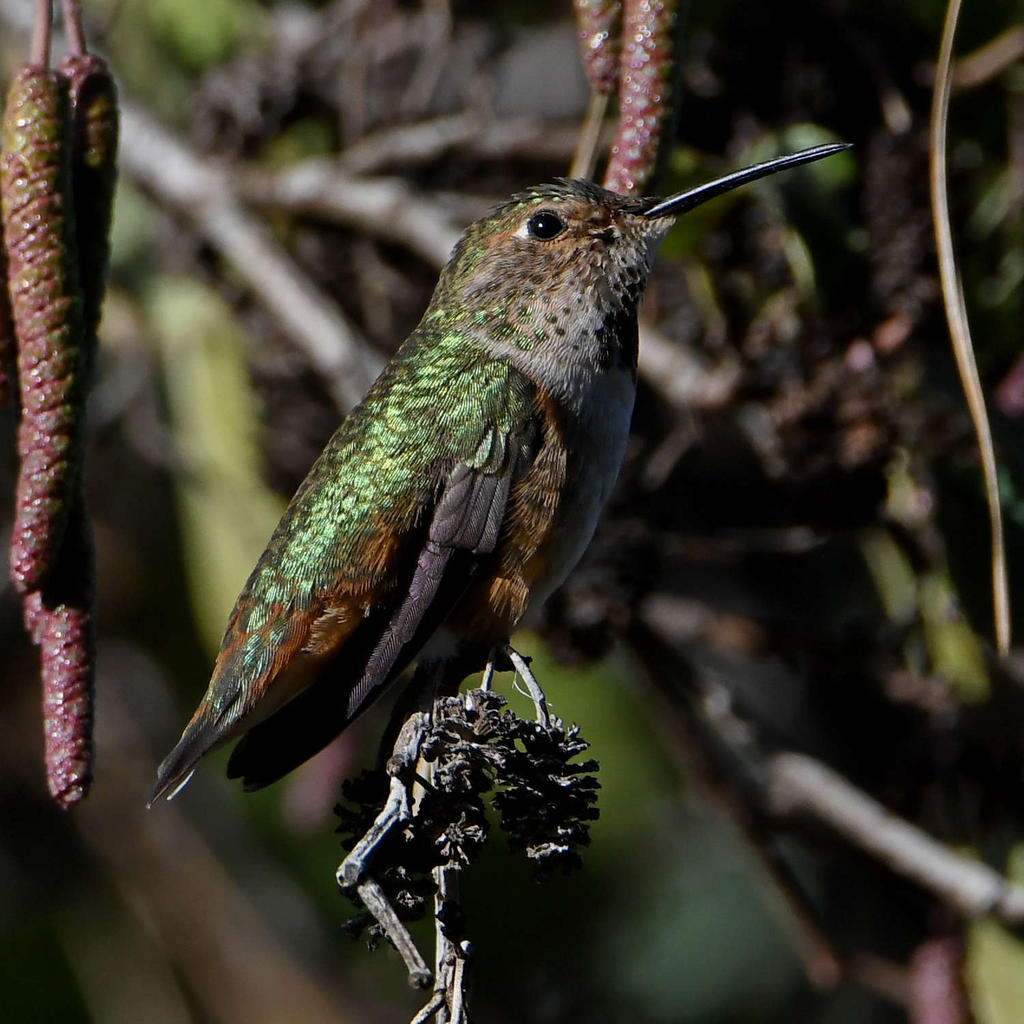 Hummer6.jpg