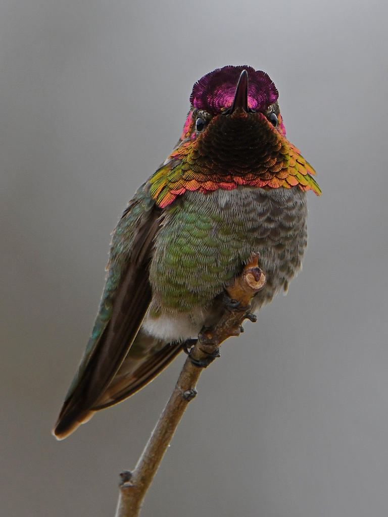 Hummer6.jpg