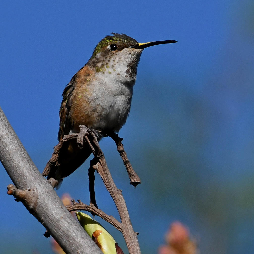 Hummer6.jpg
