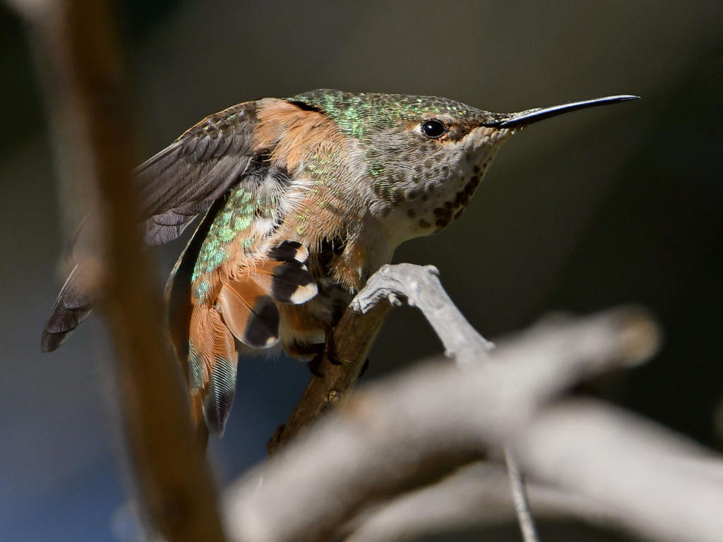 Hummer6.jpg