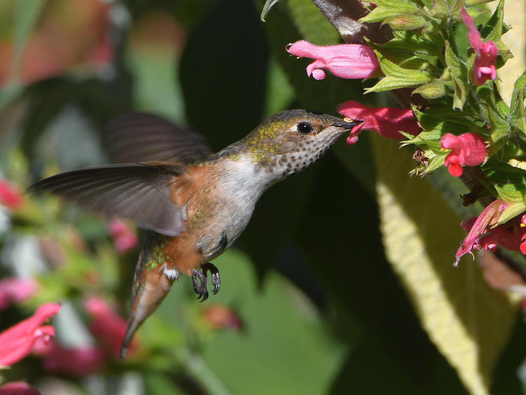 Hummer6.jpg