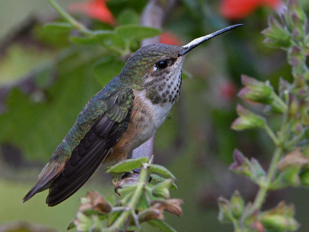 Hummer6.jpg