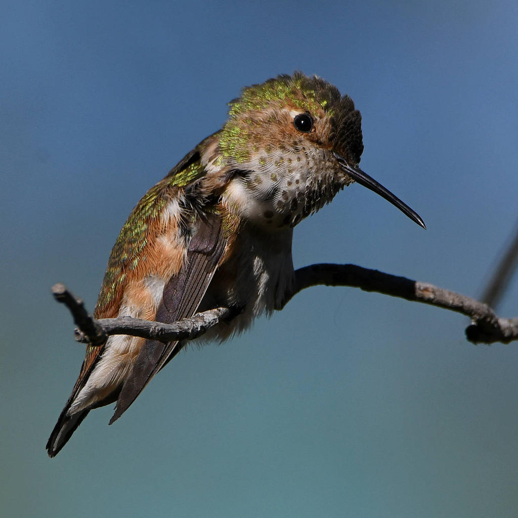 Hummer6.jpg