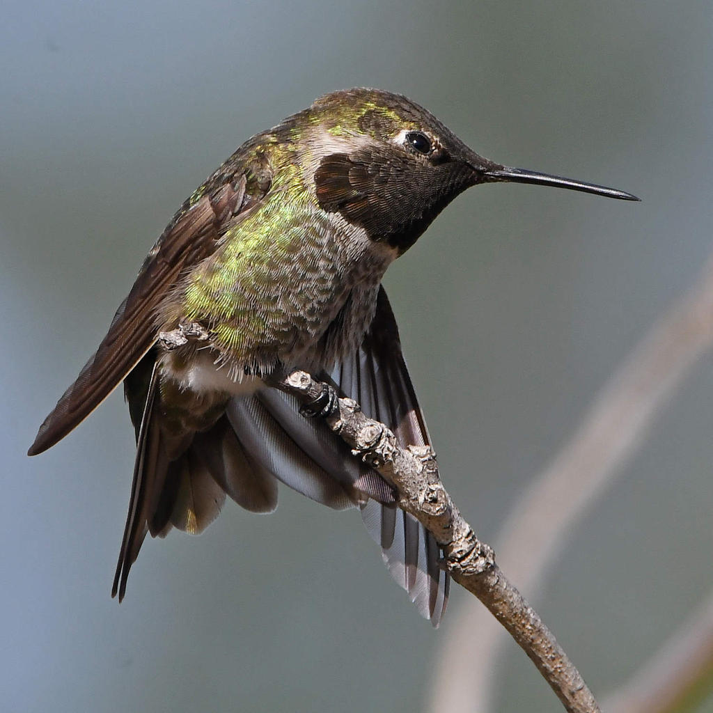 Hummer6.jpg