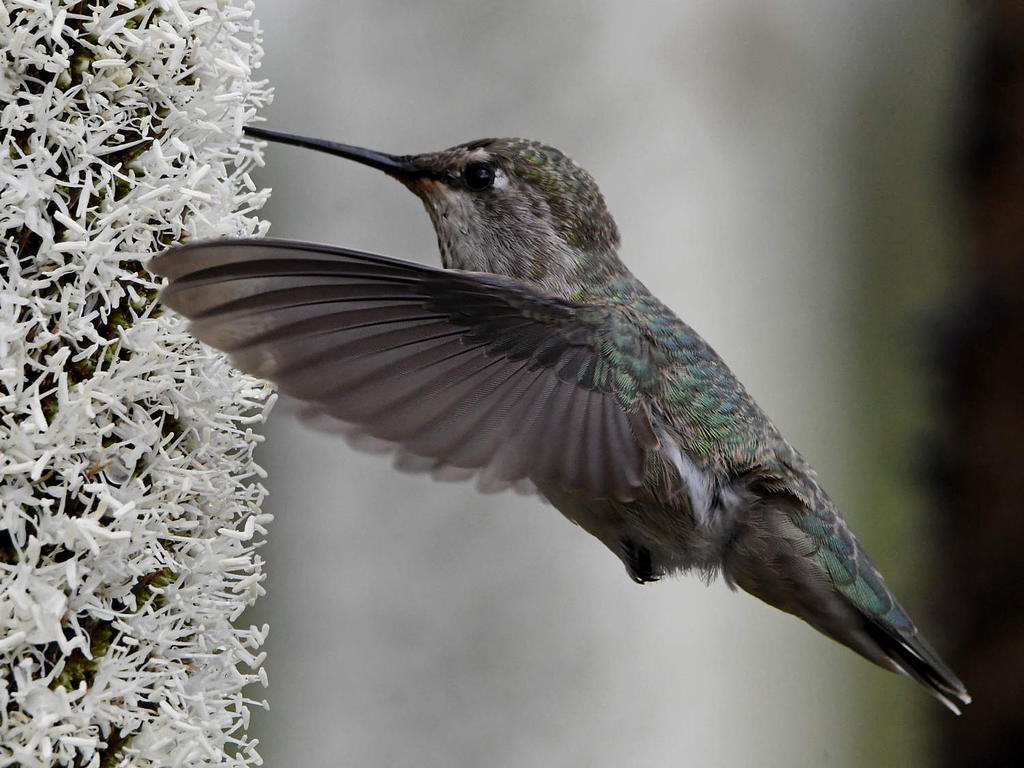 Hummer6.jpg