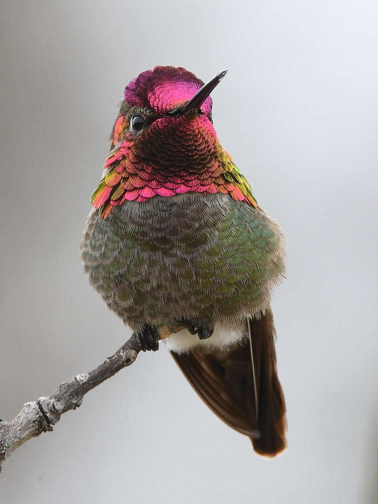 Hummer6.jpg