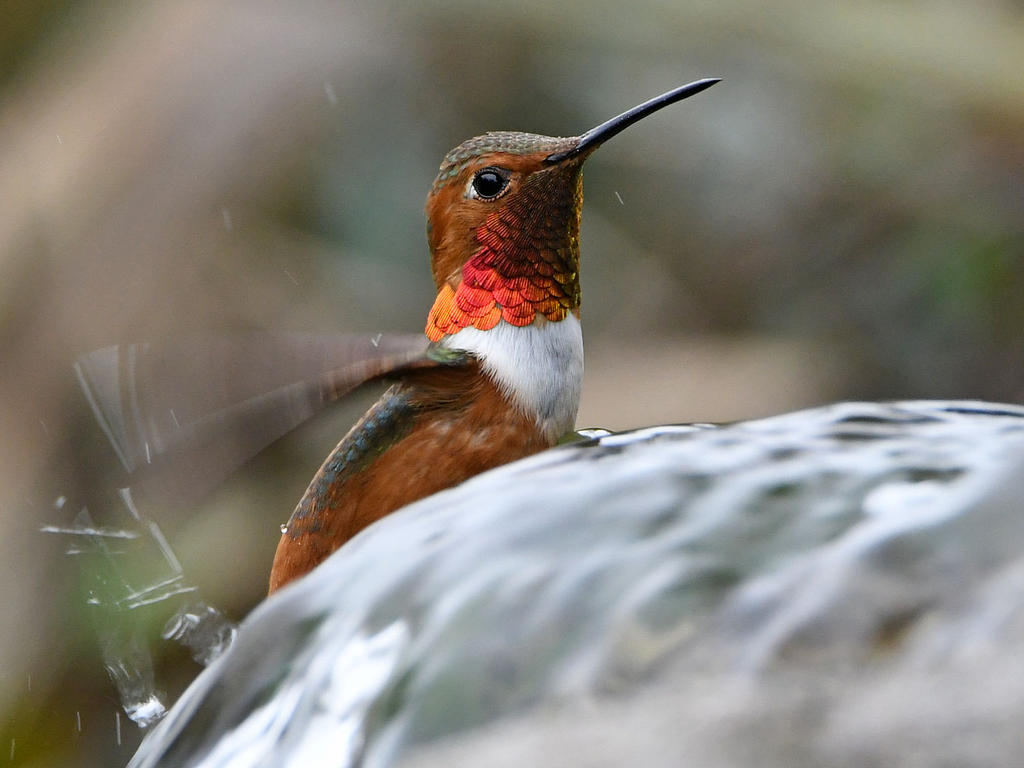 Hummer6.jpg