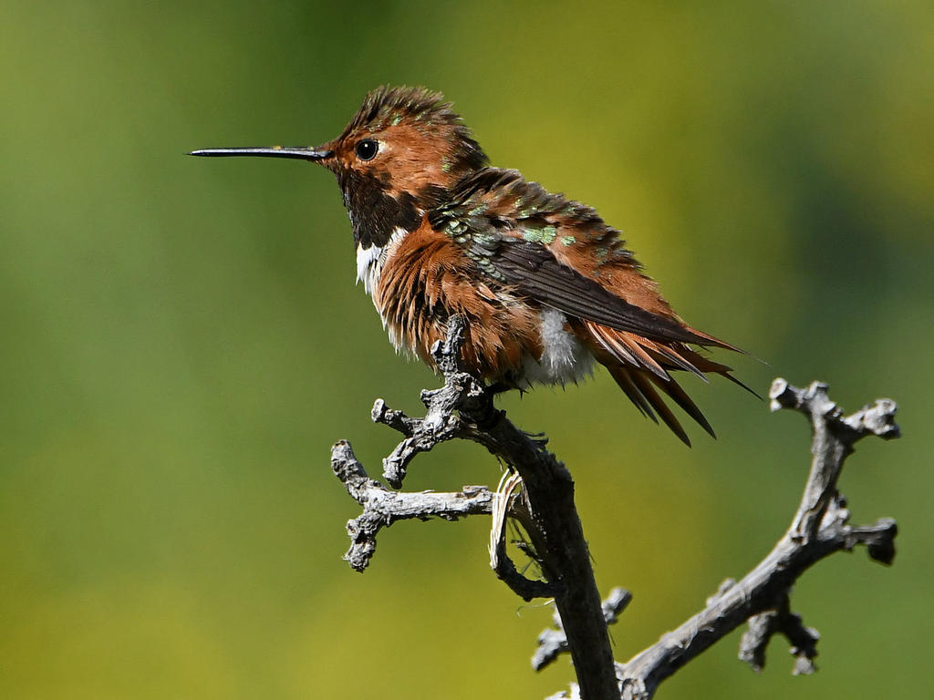 Hummer6.jpg