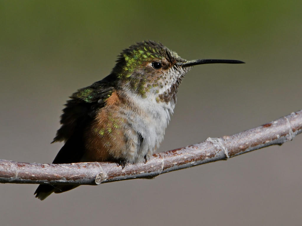 Hummer6.jpg