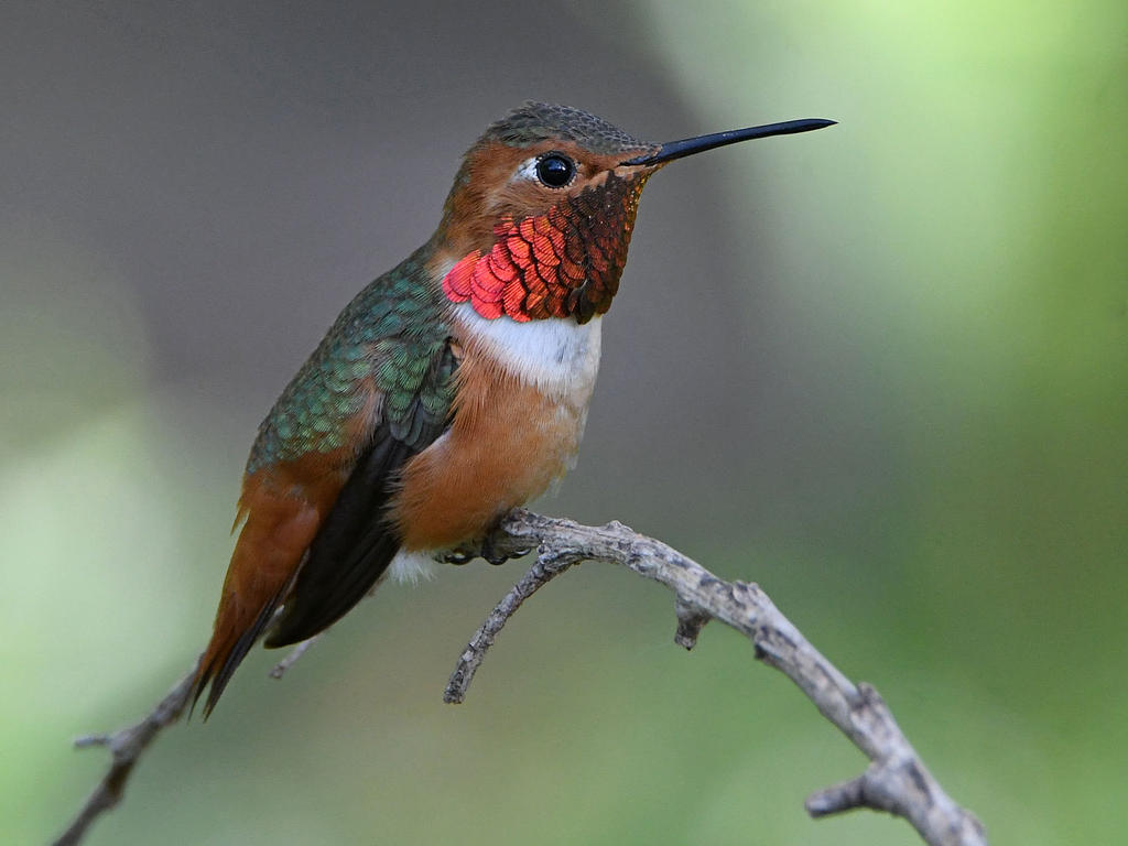 Hummer6.jpg